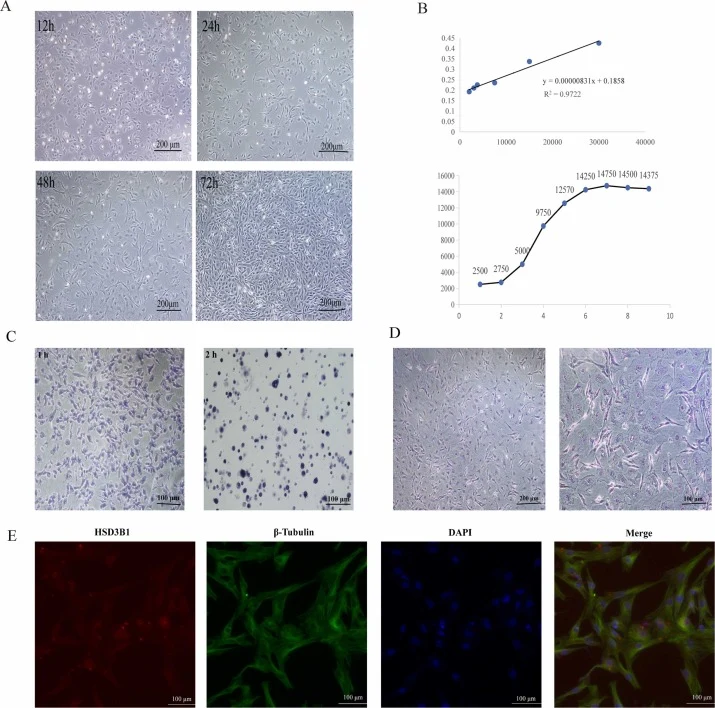 Primary culture, growth characteristics and identification of primary Tibetan sheep LCs. (A)Morphological observation of LCs cultured for 12 h, 24 h, 48 h and 72 h. Scale bar represents 200 μm. (B)Growth curve of Tibetan sheep LCs. (C)Identification of Tibetan sheep LCs HSD3B1 staining. scale bar =