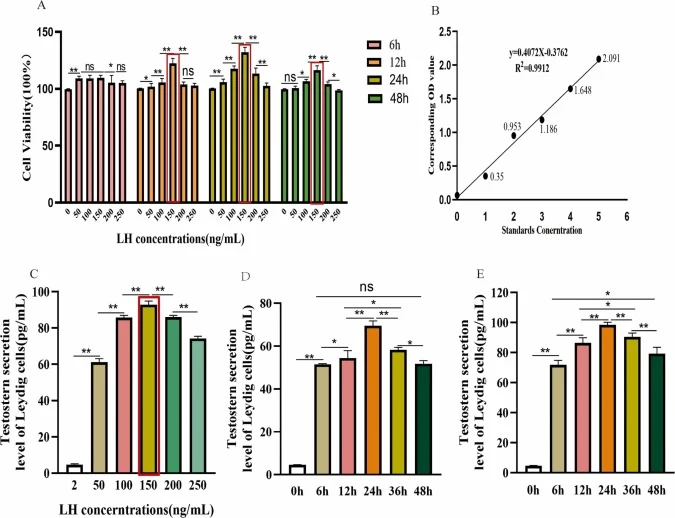 Cell viability and testosterone secretion of LCs upon LH stimulation. (A)CCK−8 assay for detecting cell viability of LCs incubated with gradient concentrations of LH for 6, 12, 24 and 48 h. (B) Standard curve for testosterone ELISA detection. (C)Testosterone secretion levels of LCs treated with vari