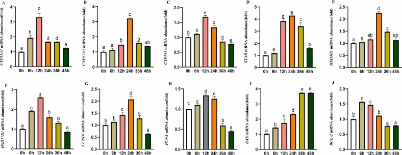 Time-dependent mRNA expression changes of steroidogenic, proliferation and apoptosis-related genes in testicular interstitial cells treated with LH. (A–F)Relative mRNA abundance of steroidogenic genes (CYP11A1, CYP17A1, CYP19A1, STAR, HSD3B1, HSD17B1) at 0, 6, 12, 24, 36 and 48 h after LH treatment.