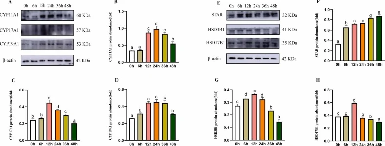 Time-dependent effects of LH on the expression of steroidogenic proteins in testicular interstitial cells. (A, E)Immunoblotting bands of steroidogenic enzymes CYP11A1, CYP17A1, CYP19A1, STAR, HSD3B1, HSD17B1 at 0–48 h after LH treatment. β-actin was used as loading control. (B–D, F–H)Quantitative an