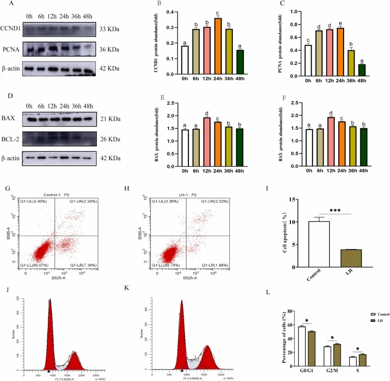 LH regulates proliferation, apoptosis and cell cycle of LCs (A,D)Immunoblot images of CCND1, PCNA, BAX and BCL−2 at 0, 6, 12, 24, 36, 48 h post LH treatment, β-actin as loading control. (B,C,E,F)Quantification of relative protein abundance, distinct lowercase letters denote significant differences a