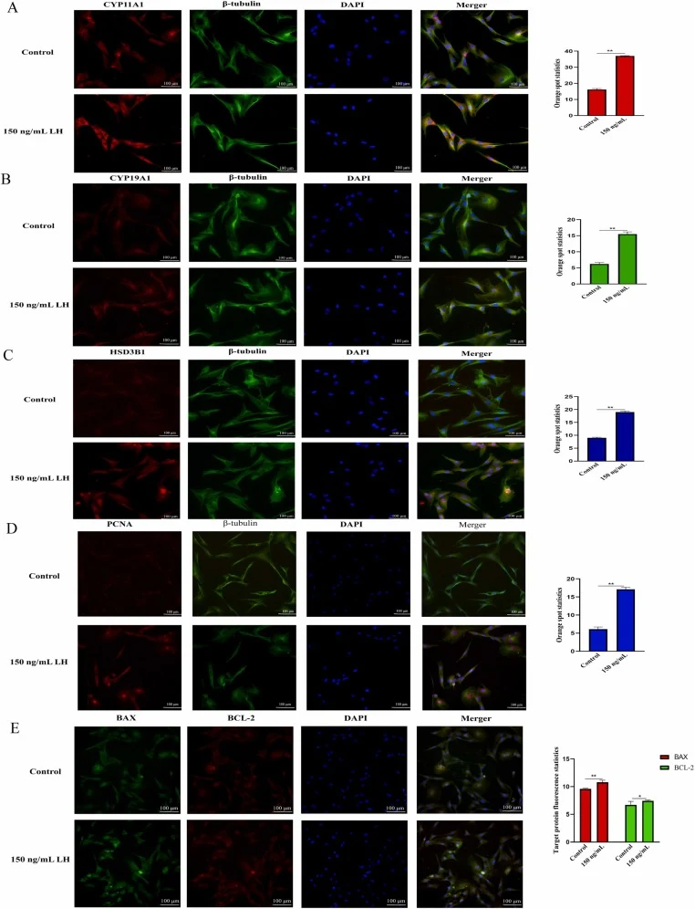 Effects of 24 h Treatment with 150 ng/mL LH on LCs. (A)Immunofluorescence analysis of CYP11A1. (B)Immunofluorescence analysis of CYP19A1. (C)Immunofluorescence analysis of HSD3B1. (D)Immunofluorescence analysis of PCNA. (E)Immunofluorescence analysis of BAX and BCL−2. The right histogram is the expr