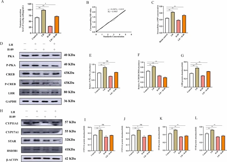 Inhibition of PKA reverses LH-induced testosterone synthesis and activation of the cAMP/PKA/CREB signaling pathway in testicular LCs. (A)Testosterone secretion levels of LCs in Control, LH-treated, H−89-treated and LH + H−89 co-treatment groups detected by ELISA. (B)Standard curve for cAMP detection