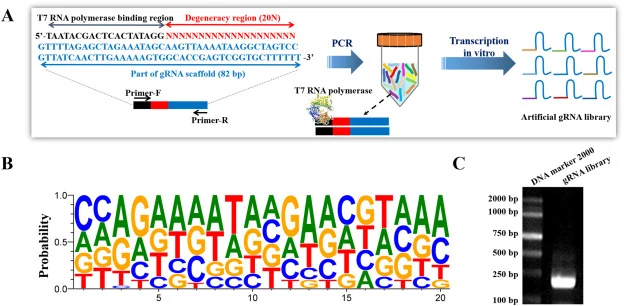 Design and synthesis of artificial gRNA20N. A. Schematic for synthesis of gRNA20N in vivo. B. Randomization analysis of the 20 bp consecutive degeneracy bases of gRNA20N. The consensus sequence was analyzed using WebLogo 3: Create (https://weblogo.threeplusone.com/create.cgi). C. Quality analysis of