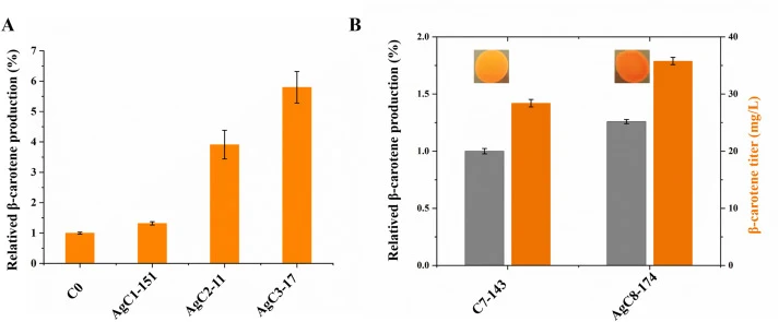 β-carotene production analysis of iteratively evolved mutants. A. β-carotene production analysis of screened C0 mutants by three rounds of iterative evolution. B. β-carotene production analysis of screened mutants of β-carotene high level production strain C7-143. All the strains were grown in YPD m