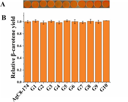 Genetic stability assay of evolved strain AgC8-174. A. Growth assay of the successive generations on YPD agar plates for 72 hours. B. Relative β-carotene yield of the successive generations of AgC8-174 (G1 to G10). The β-carotene yield of AgC8-174 was standardized to 1. Error bars represent SD from