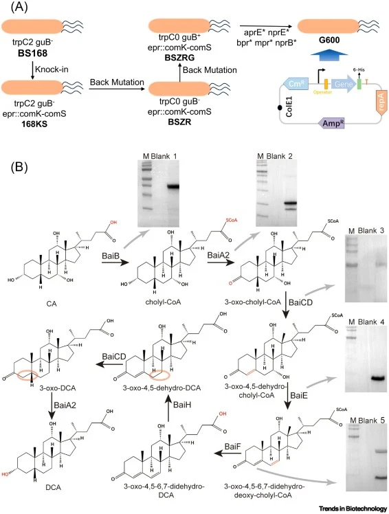(A) Construction process of B. subtilis chassis in this study. The wild-type strain BS168 was integrated with P xylA -comK to obtain strain 168KS. Back mutation of trpC2 and gudB of strain 168KS was performed to obtain strains BSZR and BSZRG. Strain G600 was generated by introducing nonsense mutatio