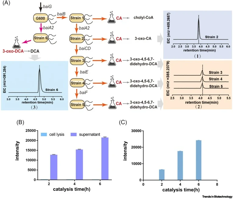 (A) Graphical overview of the reconstructed pathway and extracted ion chromatogram of the experimentally observed compound. EIC: extracted ion chromatogram; CoA: coenzyme A. (B) Production of 3-oxo-CA in the cell lysis and catalytic supernatant during whole-cell catalysis by Strain 2. (C) Production