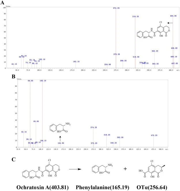 OTA的降解产物与降解途径。(A) OTA质谱图;(B) 降解产物质谱分析;(C) OTA的降解途径。