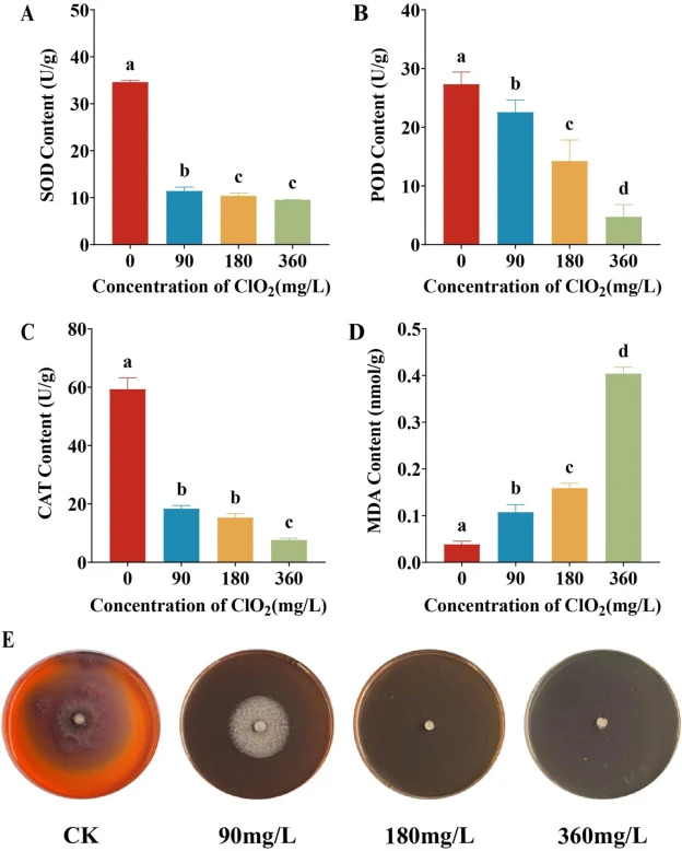 Changes in antioxidant system activity and metabolic level.(A–D) SOD, POD, CAT activities, and MDA content; (E) Metabolic level. Each column represents the mean of three replicates, with results expressed as mean ± standard error (p < 0.05).
