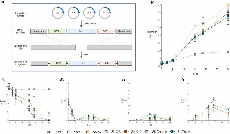 Characterisation of the developed strains in YPDL. a) Schematic representation of the integrative vectors used to generate the strains used (Sb-X2, Sb-4, Sb-XI3 and Sb-XII5, Sb-Double and Sb-Triple); b) Growth profile during the 48hours of fermentation in YPDL medium; c, d, e and f) Lactose, glucose