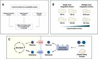 CRISPR-Cas9 engineering for high-level β-galactosidase produ