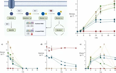 CRISPR-Cas9 工程改造布拉氏酵母