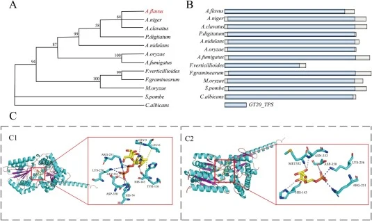 Bioinformatics analysis of trehalose phosphate synthase 1 (TPS1). (A) Phylogenetic analysis of TPS1 in different fungi. (B) Domain structure analysis of TPS1 protein from different fungi. Conserved domains (glycol_transf_20: glycosyltransferase) were highlighted in blue. (C) Molecular docking analys