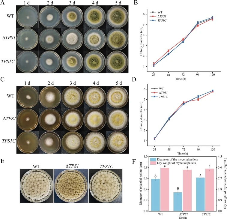 Impact of TPS1 deletion on fungal growth and colony morphology. (A, C) Colony phenotypes of WT, ΔTPS1, and TPS1C strains grown on PDA (A) and YES (C) media. (B, D) Statistical analysis of colony diameters on PDA (B) and YES (D). (E) Morphology of mycelial pellets in PDB. (F) Quantification of pellet