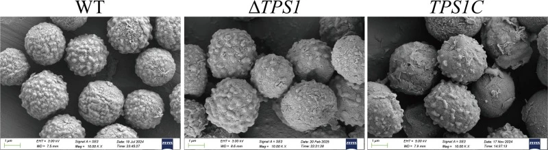WT、ΔTPS1和TPS1C菌株孢子的SEM表征。