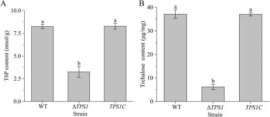 WT、ΔTPS1和TPS1C菌株中T6P(A)和海藻糖(B)的胞内含量。a-b表示根据Duncan多重极差检验,差异显著(P < 0.05)。