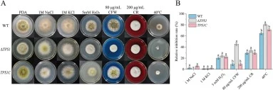 Sensitivity of TPS1 mutants to environmental stresses. (A) Colony morphology of strains grown on PDA supplemented with osmotic stress agents (1 M NaCl, 1 M KCl), oxidative stress agent (5 mM H2O2), cell wall stressors (80 μg/mL CFW, 200 μg/mL CR), and under heat stress (40 °C). (B) Relative growth i