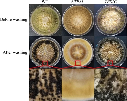 Sclerotia production of WT, ΔTPS1, and TPS1C strains in WKM medium.