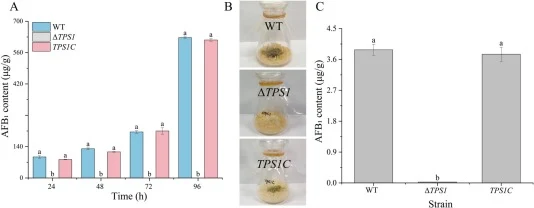 (A) Production of AFB1 in PDB medium for 24, 48, 72, and 96 h in WT, ΔTPS1, and TPS1C strains. (B) Colony phenotypes of strains grown on rice medium for 3 d. (C) Quantification of AFB1 production from rice culture. Different lowercase letters indicate significant difference (P < 0.05).