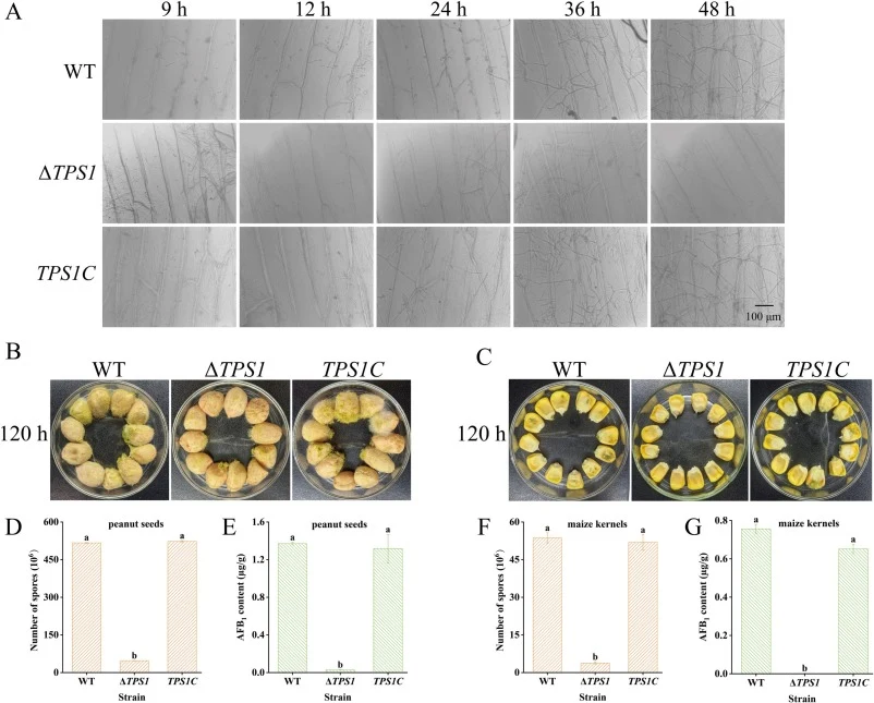 Pathogenicity assays on host substrate. Infection phenotypes of WT, ΔTPS1, and TPS1C strains on onion epidermis (A), peanut seeds (B) and corn kernels (C). Scale bar: 100 μm. D&F: Number of spores on peanut seeds and corn kernels per petri dish, respectively. E&G: AFB1 content in peanut seeds and co
