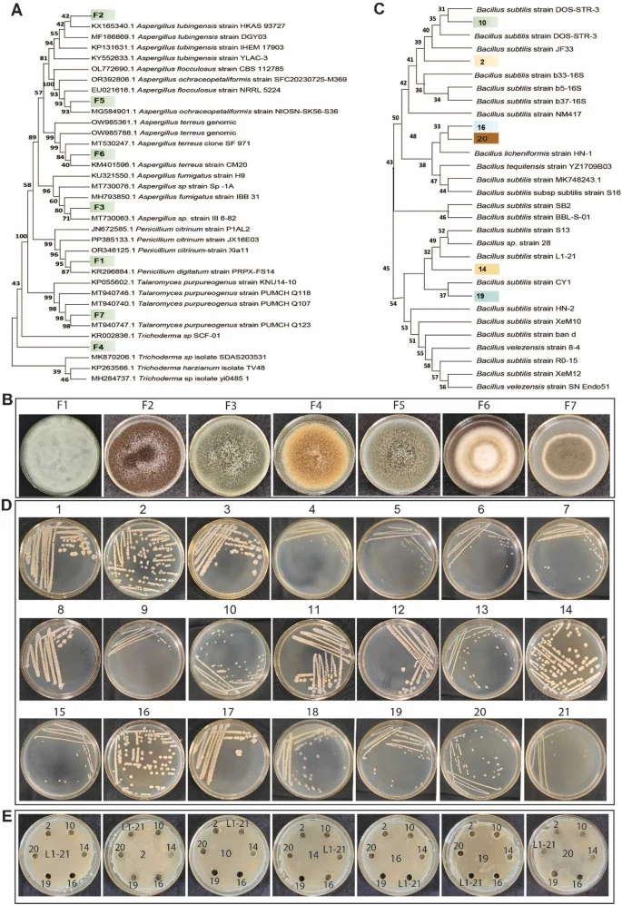 Isolation and characterization of culturable microorganisms associated with citrus fruit following the application of B. subtilis L1−21. Phylogenetic trees constructed using the Neighbor-Joining method in MEGA X based on (A) and partial ITS sequences for culturable fungal isolates and (B) illustrate