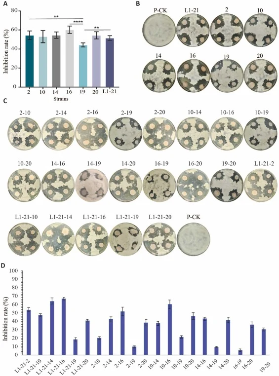 In vitro antagonistic activity of individual isolates and dual or multiple-strain consortia against P. digitatum . (A) inhibition rate (%) of L1−21 and candidate isolates (2, 10, 14, 16, 19, and 20) against P. digitatum on PDA plates (B) representative PDA plate assays showing antifungal activity of