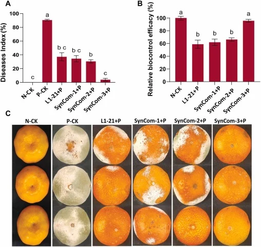 Biocontrol effect of Bacillus- based SynCom on green mold development caused by P. digitatum in citrus fruit. (A) Disease severity (B) relative biocontrol efficacy of different treatments after pathogen challenge and (C) representative fruit following application treatments were: N-CK, sterile water