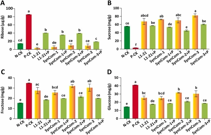 Effects of Bacillus subtilis L1−21 and synthetic consortia on primary metabolites in citrus fruit with or without Penicillium digitatum challenge. The content of (A) fructose (B) sucrose (C) ribose, and (D) glucose was quantified under the indicated treatments (CK, P, L1−21, L1−21 +P, SynCom−1, SynC