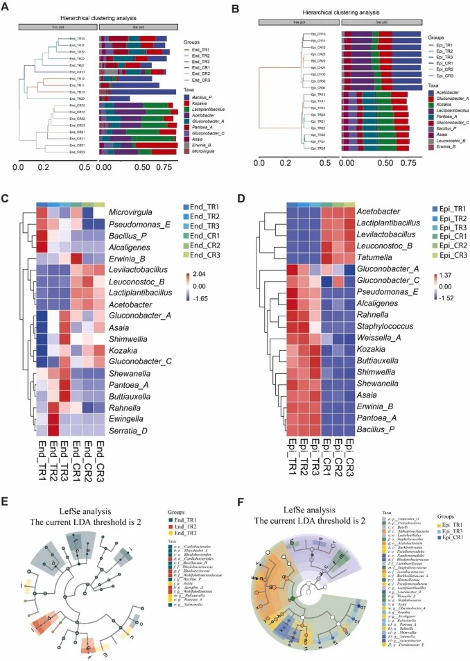 Comparative analysis of endophytic and epiphytic bacterial communities associated with citrus fruit treated with Bacillus subtilis L1−21. (A, B) Hierarchical clustering of bacterial communities in (A) endophytic and (B) epiphytic compartments across treatment (TR) and control (CR) groups. Side-color