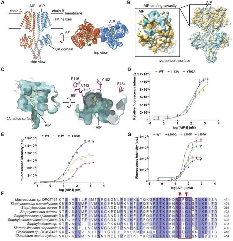 Enhancing biosensor sensitivity through structure-guided engineering of functional domains on AgrC. (A) Side and top views of AgrC protein structure modeled by AlphaFold3. The AgrC dimer was shown with AIP-I bound to each subunit. (B) The hydrophobic surface of AgrC dimer bound to AIP-I (right) and