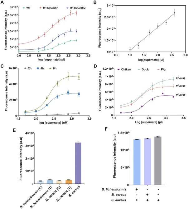 Validation of the evolved AIPBS-XI biosensor for detection of S. aureus . (A) Detection of the culture supernatant from the reference strain S. aureus CCTCC AB 2013089 using AIPBS-XI biosensors harboring wild-type (WT) AgrC, I113A/L395F and I113A/L395Q mutants. (B) The linear ranges of these biosens