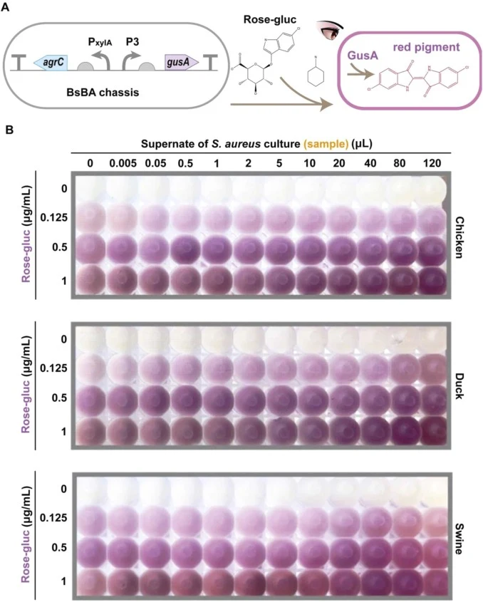 Reprogramming the fluorescence-based biosensor to a colorimetric platform for naked-eye visual readout. (A) The schematic diagram depicting the rewired gene circuits of AIPBS-XI-Color, where sfGFP was replaced by gusA in the agrBA-integrated chassis (BsBA). The colorimetric reaction using Rose-gluc