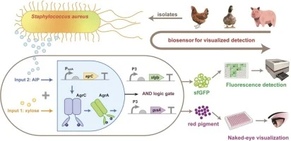 Ultra-sensitive whole-cell biosensor equipped with reprogram