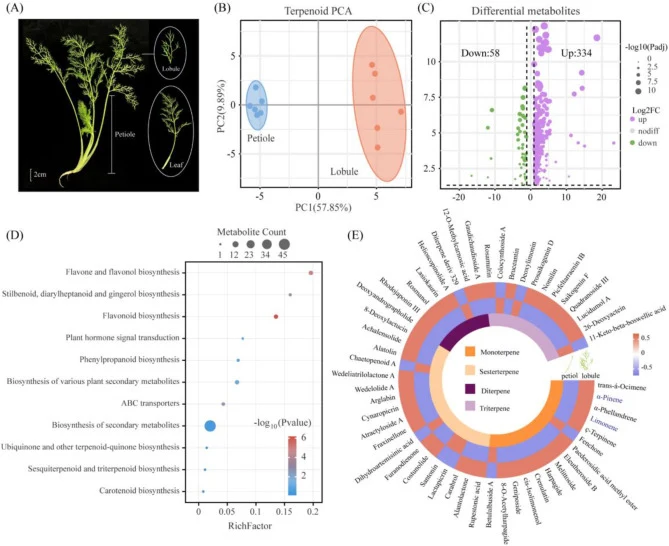 Metabolite profiling of F. vulgare leaves. (A) Growth phenotype of F. vulgare; (B) PCA of terpenoid metabolites in F. vulgare; (C) Analysis of differential metabolites in F. vulgare; (D) Enrichment analysis of secondary metabolic pathways in F. vulgare; (E) Analysis of terpenoid compounds in F. vulg
