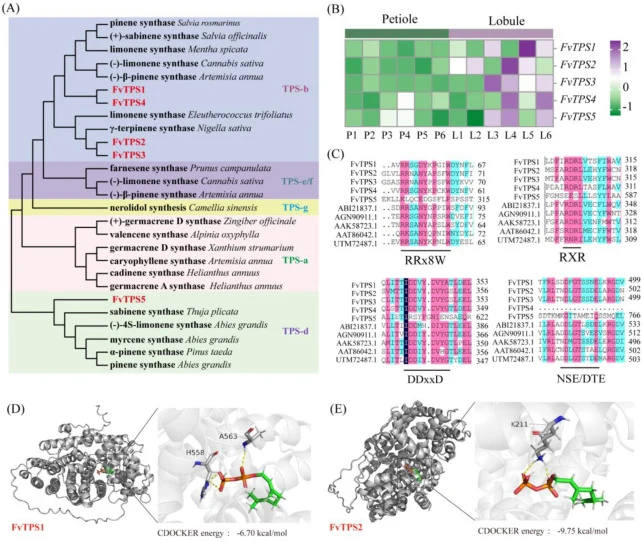 F. vulgare中TPS的鉴定与表征。(A) FvTPS1–FvTPS5与其他植物代表性TPS的系统发育分析;(B) 显示五个候选FvTPS基因表达谱的热图;(C) FvTPS1–FvTPS5的保守基序分析;(D) 分子对接