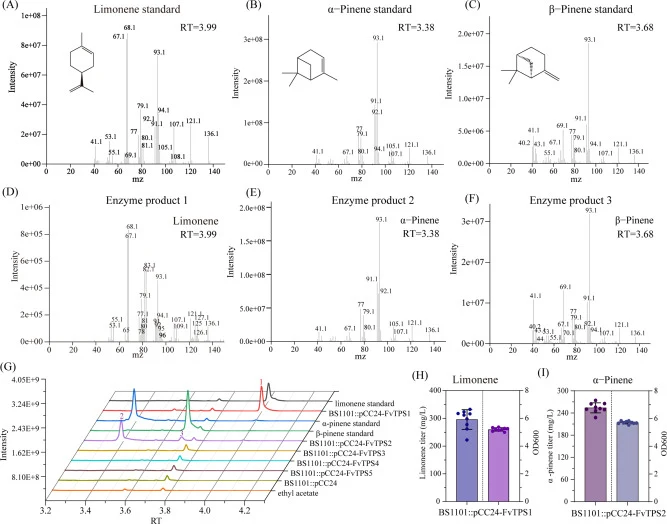 Functional characterization of FvTPS genes and fermentation-based product analysis. (A–C) Mass spectra of authentic standards; (D–F) mass spectra of enzyme-catalyzed products; (G) gas chromatograms of each sample; (H) production of limonene and (I) α-pinene in a 100 mL shake-flask system.