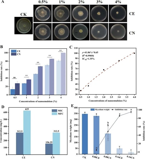 Mycelial diameter (A) and inhibition rate (B) of A. niger after 7 d of treatment with CE and CN. Fitted curve of CN concentration versus inhibition rate (C). The MIC and MFC values of CE and CN against A. niger, respectively (D). Mycelial dry weight of A. niger treated by CE and CN (E). Different lo