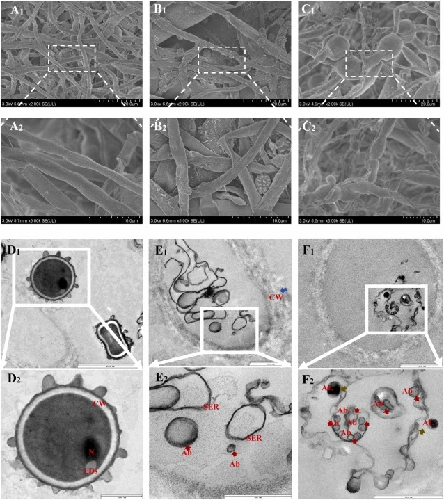 SEM images of mycelium (A1 and A2: CK group, B1 and B2: 0.16CE, C1 and C2: 0.16CN groups) and fungal cell TEM images (D1 and D2: CK group, E1 and E2: 0.16CE, F1 and F2: 0.16CN groups). CK: Control; 0.16CE: 160 mg/L of CE (with 1% ethanol); 0.16CN: CN with a carvacrol concentration of 160 mg/L. Red l
