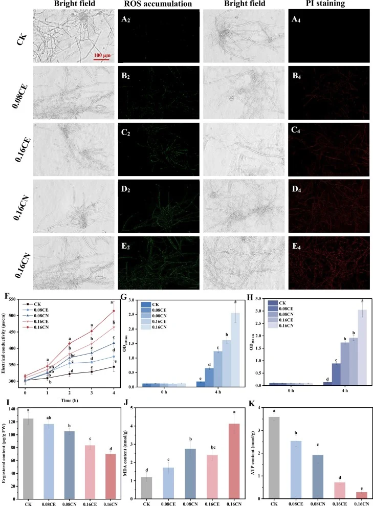 Membrane integrity and reactive oxygen species accumulation in A. niger under different treatment groups (A-E). Changes in electrical conductivity (F), OD260 (G), OD280 (H), ergosterol content (I), MDA content (J), and ATP content (K) in A. niger. CK: Control; 0.08CE or 0.16CE: 80 or 160 mg/L of CE