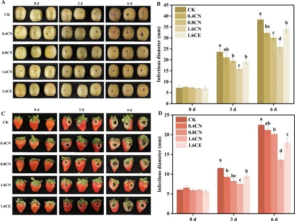 Effects of CK, CE, and different concentrations of CN on kiwifruit (A) and strawberries (C) and infectious diameter in A. niger (B and D). Different lowercase letters indicate significant differences among sample groups (p < 0.05). Values are presented as means ± SD (n = 3).