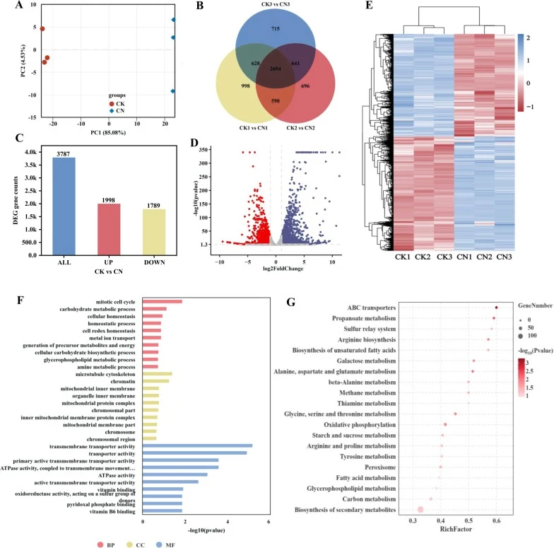 Transcriptomic analysis of A. niger in CK vs CN. PCA plot of sample genes (A); Venn diagram (B); Up- and down-regulated gene quantities (C); Volcano plot of DEGs (D); Heatmap of differentially clustered genes (E); GO enrichment (Top 30) diagram of DEGs (F); KEGG classification (Top 20) diagram of DE