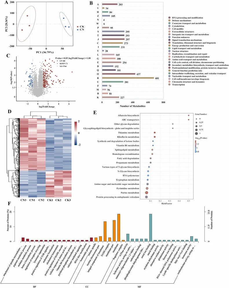 Proteomics analysis of A. niger in CK vs CN. PCA plot of sample proteins (A); Protein functional annotation (B); Volcano plot of DEPs (C); Heatmap of differentially clustered genes (D); KEGG classification (Top 20) (E) and GO enrichment (Top 30) diagram of DEPs (F).