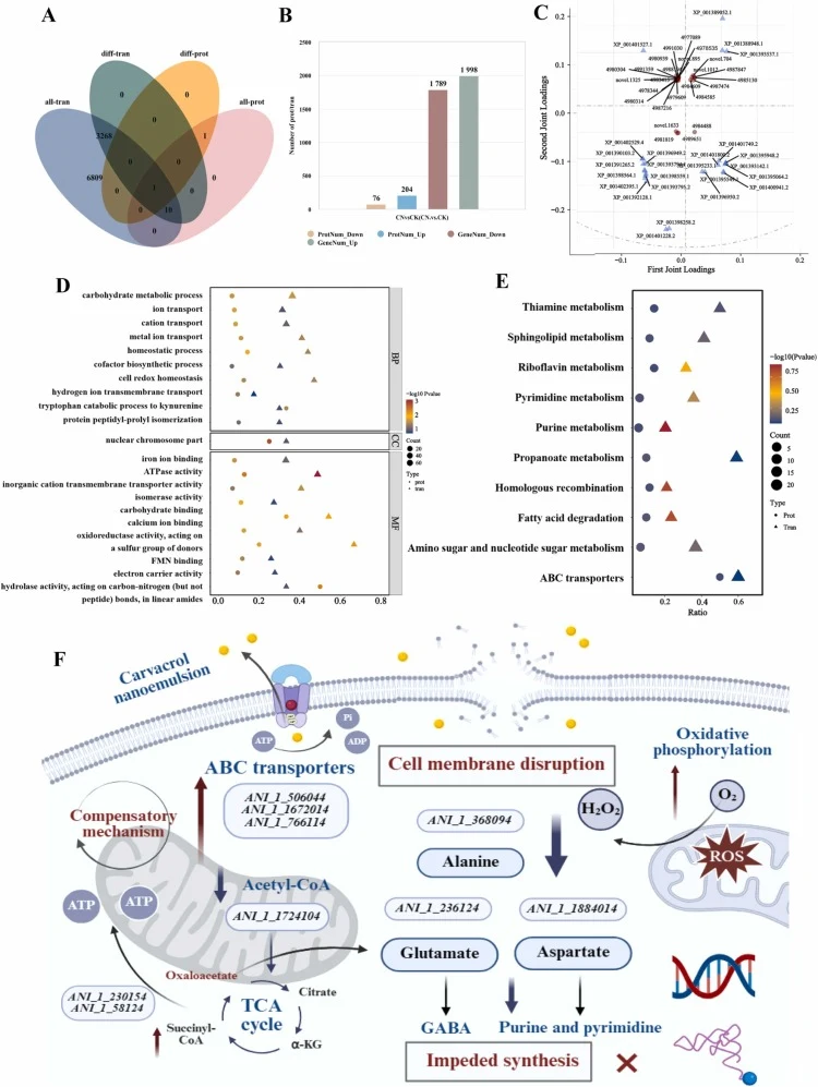 Integration analysis of transcriptome and proteome of A. niger in CK vs CN. Venn diagram (A); Up- and down-regulated genes and proteins (B); O2PLS analysis (C); Correlation analysis of GO terms (D) and KEGG pathways (E); the mechanism of carvacrol inhibiting A. niger (F).