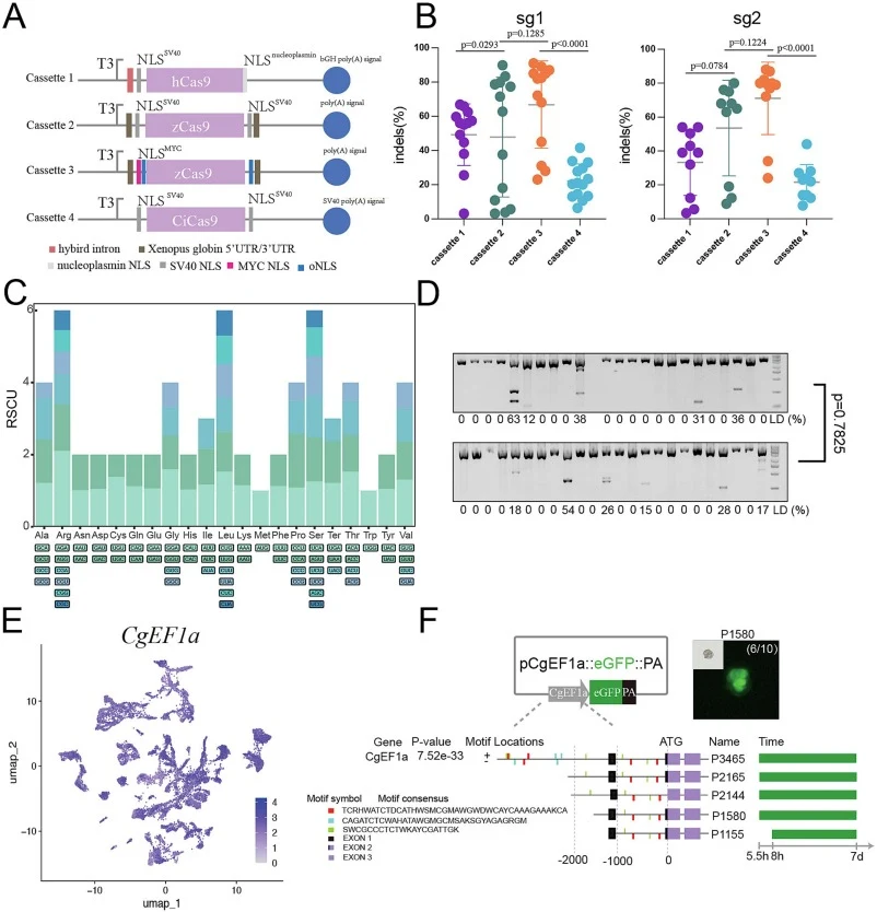 Screening and optimization of Cas9 modules. A: Schematic representation of Cassette 1–4. B: Comparison of editing efficiency of different Cassette modules in single-target editing (sg1 or sg2). C: RSCU table for the expression of proteins in the C. gigas genome. D: Comparison of multi-target editing