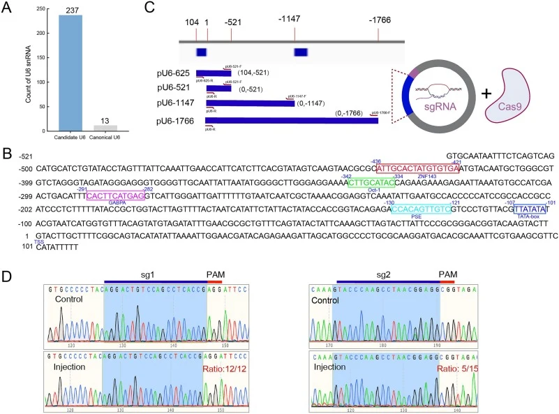 Identification and functional validation of the CgU6 promoter in C. gigas. A: The number of candidate and canonical U6 snRNAs identified in the C. gigas genome. B: The core promoter region of CgU6 (Cg-pU6), containing typical RNA polymerase III promoter elements (DSE, PSE, and TATA box). C: Construc
