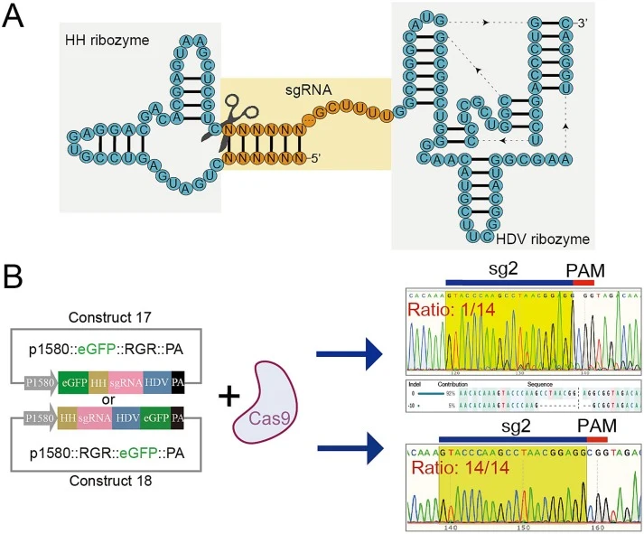 Schematic of promoter optimization and ribozyme strategy. A: Schematic of ribozyme-mediated sgRNA release. B: Insertion of the RGR structure into construct 17 or 18 and co-injection with Cas9 protein into one-cell embryos. DNA-level detection of editing efficiency.