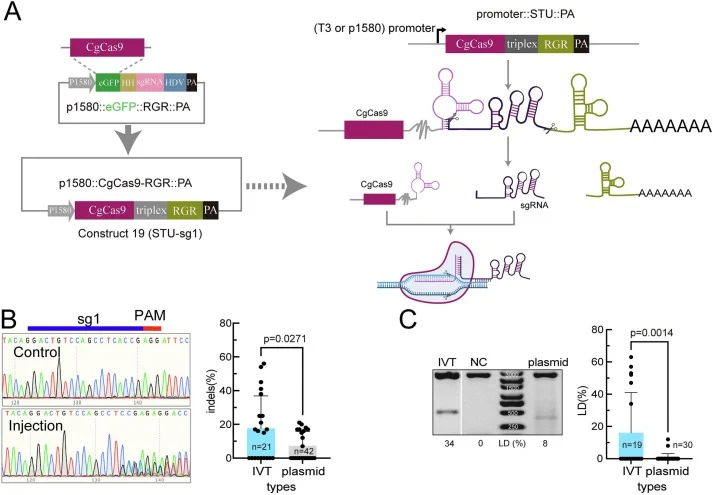 STU genome-editing strategy. A: Cassette 5 was used to replace eGFP in the original construct 17, generating construct 19 (STU-sg1). Under the endogenous promoter P1580 or the T3 promoter, the full-length mRNA is transcribed. Through ribozyme self-cleavage, Cas9-HH, sgRNA, and HDV were released, and
