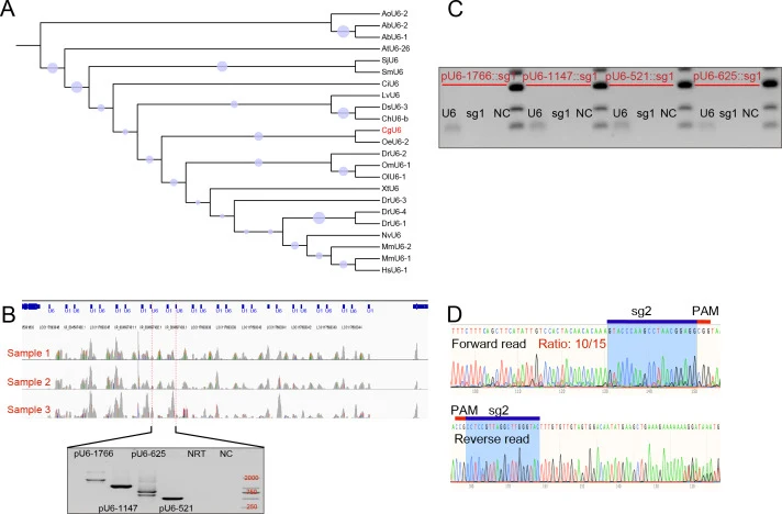 Identification and functional validation of the CgU6 promoter in C. gigas. A: Phylogenetic analysis indicated that CgU6 snRNA is evolutionarily conserved. B: IGV representation of the 13 tandemly repeated copies of CgU6 snRNA. The RT-PCR and whole-transcriptome data were used to detect CgU6 snRNA pr