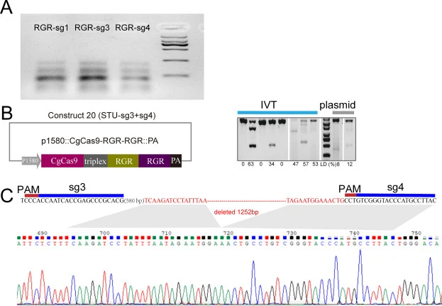Ribozyme-mediated strategy for sgRNA expression. A: In vitro validation of sgRNA release from RGR-sg2, RGR-sg3, and RGR-sg4. The bands from bottom to top correspond to HDV or HH fragments, sgRNA, HH-sgRNA or sgRNA-HDV, RGR-sgRNA, respectively. B: Construction of construct 19 for multiplex genome edi